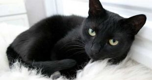 بالصور تفسير الاحلام قطة سوداء