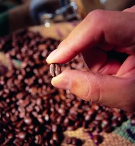 بالصور اصل القهوة