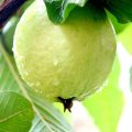 بالصور فوائد الجوافة للحامل والجنين