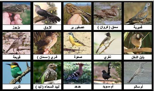 بالصور نوعيات العصافير و اسمائها