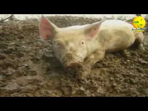 بالصور لماذا حرم لحم الخنزير علميا