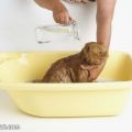 بالصور كيفية غسل القطط