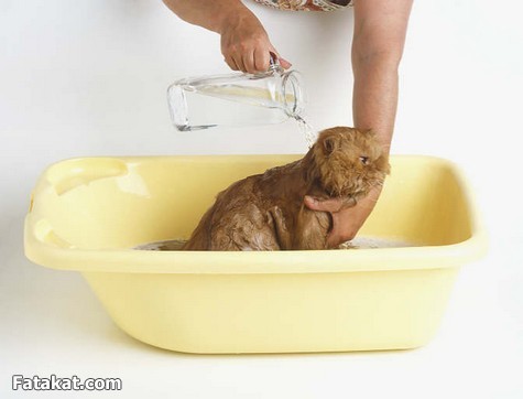 بالصور طريقة غسل القطط