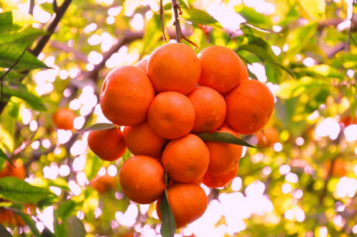 بالصور تفسير الاحلام شجره البرتقال