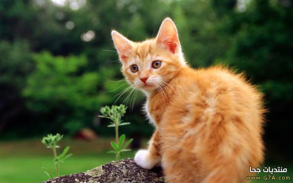 صور قطط رائعة Cats ، احلي قطط فالعالم 2023 ، احلى صور قطط روعة Cute Cats 2023