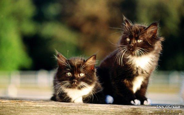 صور قطط رائعة Cats ، احلي قطط فالعالم 2023 ، احلى صور قطط روعة Cute Cats 2023