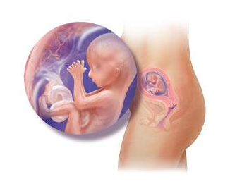 بالصور الحمل و الولادة