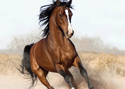 بالصور كم يستطيع الحصان العيش بدون اكل
