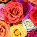 بالصور اجمل الورود في العالم