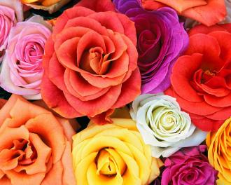 بالصور اجمل الورود في العالم