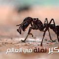 بالصور اكبر نملة في العالم
