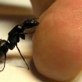 20160817 5436 1 علاج قرصة النمل مجرب العنود واضح