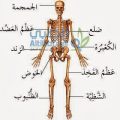 بالصور الهيكل العظمي لجسم الانسان