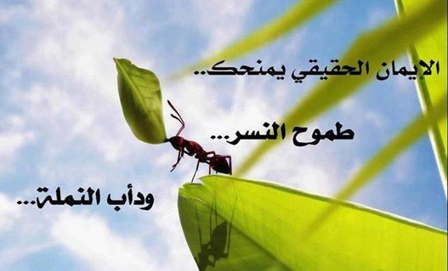 مقالات عن الطموح