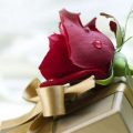 20160818 341 1 صور اروع الورود ممتاز وائل