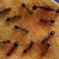 20160818 507 1 تفسير الاحلام النمل العنود واضح