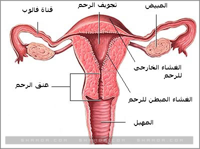 الحيض اثناء الحمل